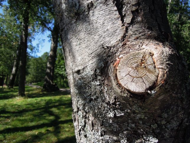 tree removal-pruning
